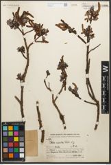 Foto von Salix resecta Diels
